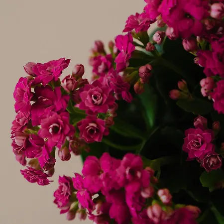 Hébergement de vacances Stella's In Naxos ' 80sqm Sea View ' 50m From Agia Anna (Naxos)