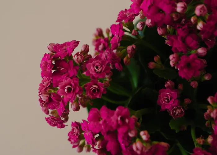 Casa vacanze Stella's In Naxos ' 80sqm Sea View ' 50m From Agia Anna (Naxos)